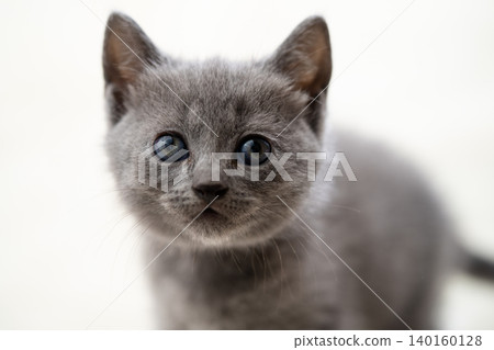 A gray Chartreux kitten stares straight ahead. A gray Chartreux kitten stares straight ahead. 140160128