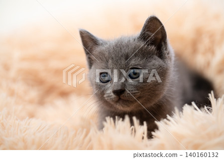 A Chartreux kitten wrapped in a fluffy beige rug. A Chartreux kitten wrapped in a fluffy beige rug. 140160132