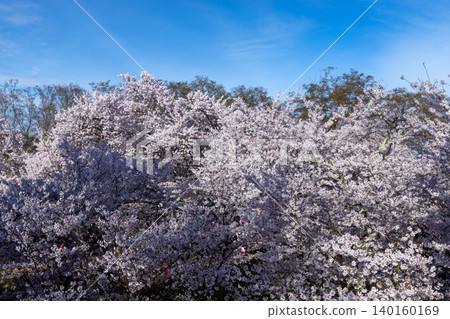 從長野縣小諸市開光園小諸城遺址主城牆的石牆上,可以看到櫻花盛開,其中包括染井吉野櫻花。 從長野縣小諸市開光園小諸城遺址主城牆的石牆上,可以看到櫻花盛開,其中包括染井吉野櫻花。 140160169