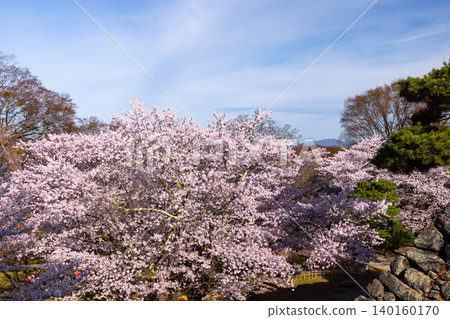 從長野縣小諸市開光園小諸城遺址主城牆的石牆上,可以看到櫻花盛開,其中包括染井吉野櫻花。 從長野縣小諸市開光園小諸城遺址主城牆的石牆上,可以看到櫻花盛開,其中包括染井吉野櫻花。 140160170