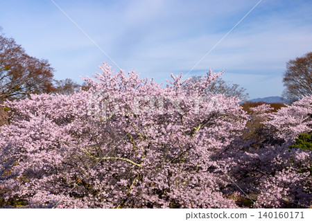 從長野縣小諸市開光園小諸城遺址主城牆的石牆上,可以看到櫻花盛開,其中包括染井吉野櫻花。 從長野縣小諸市開光園小諸城遺址主城牆的石牆上,可以看到櫻花盛開,其中包括染井吉野櫻花。 140160171