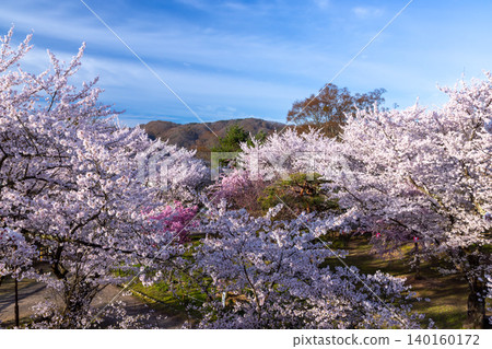 從長野縣小諸市開光園小諸城遺址主城牆的石牆上,可以看到櫻花盛開,其中包括染井吉野櫻花。 從長野縣小諸市開光園小諸城遺址主城牆的石牆上,可以看到櫻花盛開,其中包括染井吉野櫻花。 140160172