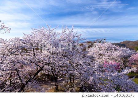 A view of cherry blossoms, including Somei Yoshino cherry trees, blooming at the former horse riding grounds, from atop the stone wall of the main keep of Komoro Castle Ruins, Kaikoen, Komoro City, Nagano Prefecture. 140160173