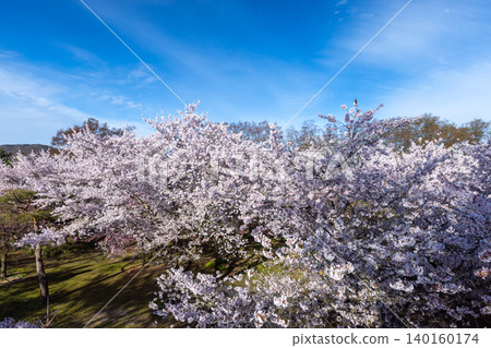 從長野縣小諸市開光園小諸城遺址主城牆的石牆上,可以看到櫻花盛開,其中包括染井吉野櫻花。 從長野縣小諸市開光園小諸城遺址主城牆的石牆上,可以看到櫻花盛開,其中包括染井吉野櫻花。 140160174
