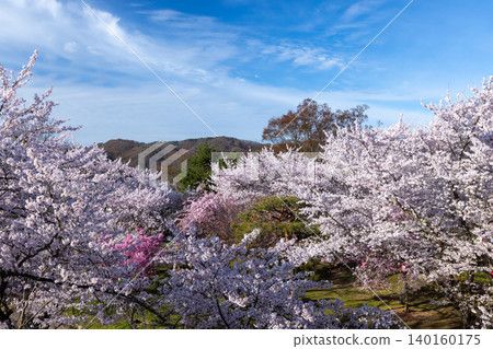 A view of cherry blossoms, including Somei Yoshino cherry trees, blooming at the former horse riding grounds, from atop the stone wall of the main keep of Komoro Castle Ruins, Kaikoen, Komoro City, Nagano Prefecture. A view of cherry blossoms, including Somei Yoshino cherry trees, blooming at the former horse riding grounds, from atop the stone wall of the main keep of Komoro Castle Ruins, Kaikoen, Komoro City, Nagano Prefecture. 140160175