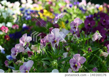 A colorful, shaded field of pansies with a beautiful bokeh background (landscape orientation). A colorful, shaded field of pansies with a beautiful bokeh background (landscape orientation). 140160176