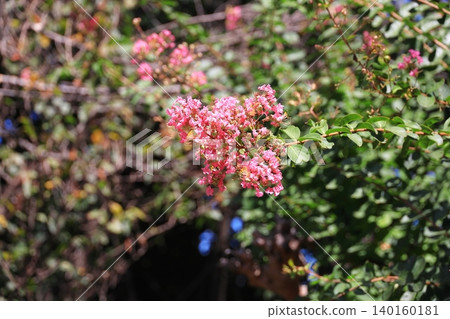 縐紗花 140160181