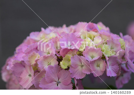 Close-up of a pale pink hydrangea Close-up of a pale pink hydrangea 140160289