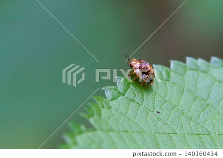 Ichimonji Cameloticus Ichimonji Cameloticus 140160434