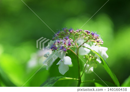 Hydrangea Hydrangea 140160438