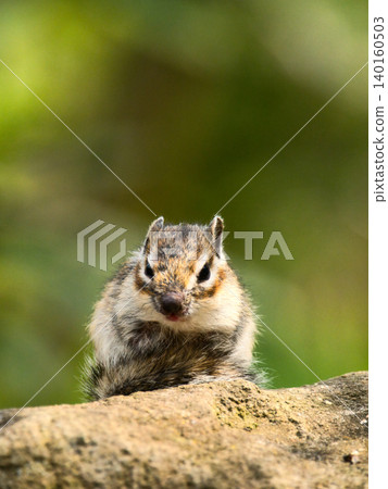 Chipmunk staring Chipmunk staring 140160503
