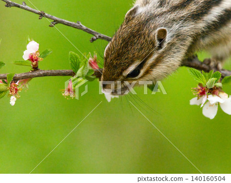 Chipmunks eating flowers Chipmunks eating flowers 140160504