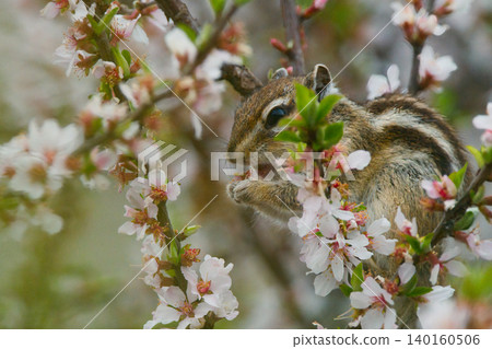 Chipmunk eating flower petals Chipmunk eating flower petals 140160506