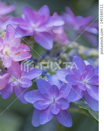 Hydrangea blooming in the shade 140160511