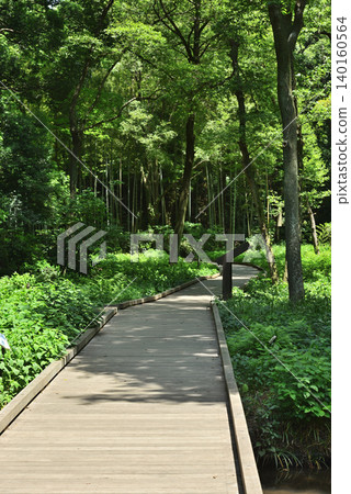 Kawasaki City, Miyamae Ward, Higashitakane Forest Park in early summer Kawasaki City, Miyamae Ward, Higashitakane Forest Park in early summer 140160564