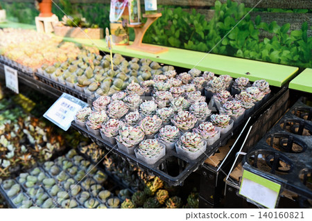 A variety of small potted succulent plants and lithops on a shop display shelf in Hong Kong with a handwritten price tag indicating mini succulents for sale A variety of small potted succulent plants and lithops on a shop display shelf in Hong Kong with a handwritten price tag indicating mini succulents for sale 140160821