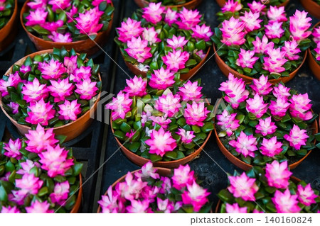 A top down full frame view captures rows of vibrant pink anacampseros rufescens sunrise succulent plants for sale at the Flower Market in Hong Kong A top down full frame view captures rows of vibrant pink anacampseros rufescens sunrise succulent plants for sale at the Flower Market in Hong Kong 140160824
