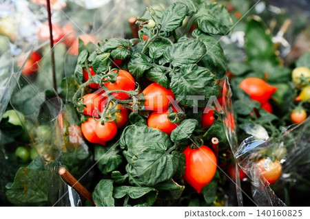A close up view captures small potted dwarf cherry tomato plants with ripe red fruits wrapped in plastic for sale at the Flower Market in Hong Kong A close up view captures small potted dwarf cherry tomato plants with ripe red fruits wrapped in plastic for sale at the Flower Market in Hong Kong 140160825