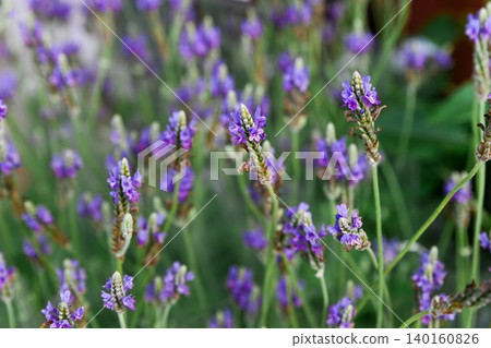 A close up selective focus view captures blooming purple pinnate lavender flowers for sale at the Flower Market in Hong Kong 140160826