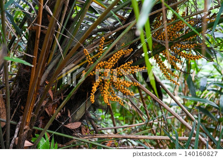 A close up view captures bright orange fruits and clusters of arenga engleri formosa palm tree growing in a tropical forest in Hong Kong A close up view captures bright orange fruits and clusters of arenga engleri formosa palm tree growing in a tropical forest in Hong Kong 140160827