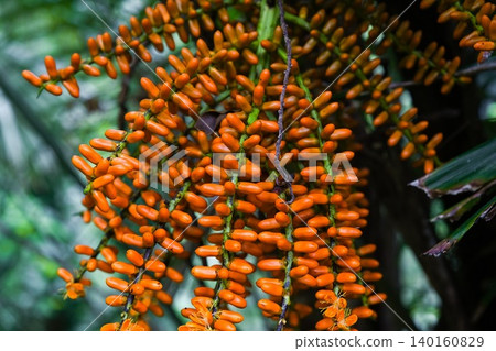 Vibrant orange palm tree fruits hang down from a textured trunk among green tropical branches in a wild jungle landscape in Hong Kong 140160829