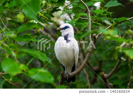 Beautiful white bali myna bird perching on branch among green leaves in Hong Kong wildlife park critically endangered Beautiful white bali myna bird perching on branch among green leaves in Hong Kong wildlife park critically endangered 140160834