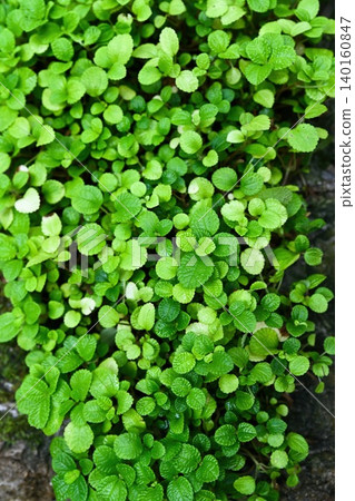 Lush green Pilea nummulariifolia creeping charlie plant background in Hong Kong Park with vibrant leaf texture closeup Lush green Pilea nummulariifolia creeping charlie plant background in Hong Kong Park with vibrant leaf texture closeup 140160847