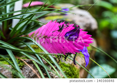 Vibrant pink Tillandsia cyanea quill bromeliad flower in Hong Kong Park with narrow green leaf and purple petal closeup Vibrant pink Tillandsia cyanea quill bromeliad flower in Hong Kong Park with narrow green leaf and purple petal closeup 140160848
