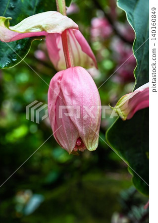 Showy pink medinilla magnifica showy blossom hanging under dense green leaves in Hong Kong conservatory park enclosure 140160849