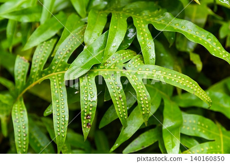 Vibrant green monarch fern leaf with bumpy spore cases texture closeup in Hong Kong Park creating a tropical nature background 140160850