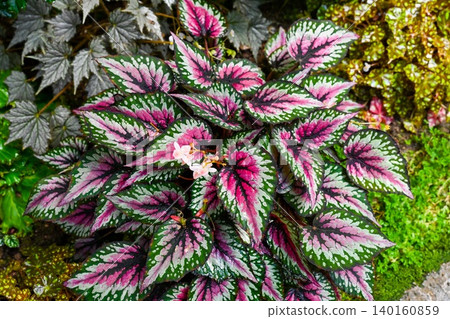 Top view of vibrant pink begonia rex bush blooming at Hong Kong Park for local exotic botanical garden and ornamental plant exploration scene Top view of vibrant pink begonia rex bush blooming at Hong Kong Park for local exotic botanical garden and ornamental plant exploration scene 140160859