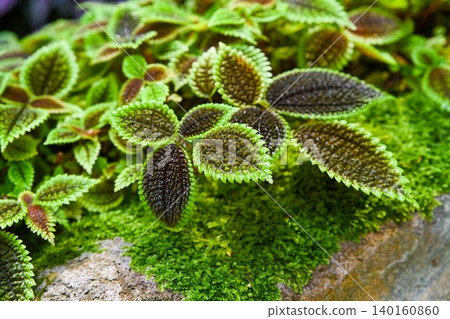 Macro close up of textured moon valley pilea leaves with brown veins at Hong Kong Park for exotic botanical garden and nature background scene Macro close up of textured moon valley pilea leaves with brown veins at Hong Kong Park for exotic botanical garden and nature background scene 140160860