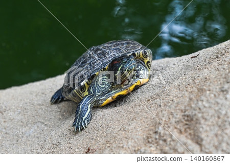 Close up of one red eared slider turtle crawling forward on a rock at Hong Kong Park for local Asian wildlife habitat and nature concept scene Close up of one red eared slider turtle crawling forward on a rock at Hong Kong Park for local Asian wildlife habitat and nature concept scene 140160867
