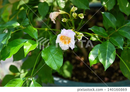 Radermachera sinica flower blooming on green bush inside flowerpot under sunlight in Hong Kong public park close up Radermachera sinica flower blooming on green bush inside flowerpot under sunlight in Hong Kong public park close up 140160869