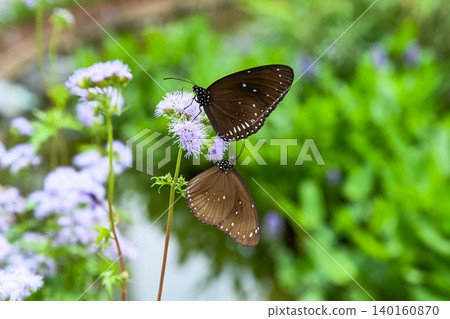Two common crow butterflies feeding on ageratum conyzoides purple wildflower nectar under sunlight in Hong Kong public park 140160870