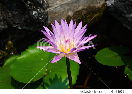 Beautiful purple lotus flower blooming with yellow center in a pond with green leaves and a natural stone background 140160923
