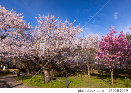 A view of cherry blossoms in full bloom, including Somei Yoshino and Higan cherry trees, at the site of the former horse training grounds of Komoro Castle in Komoro City, Nagano Prefecture. 140161029