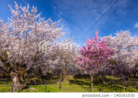 A view of cherry blossoms in full bloom, including Somei Yoshino and Higan cherry trees, at the site of the former horse training grounds of Komoro Castle in Komoro City, Nagano Prefecture. A view of cherry blossoms in full bloom, including Somei Yoshino and Higan cherry trees, at the site of the former horse training grounds of Komoro Castle in Komoro City, Nagano Prefecture. 140161030