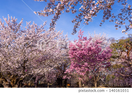 A view of cherry blossoms in full bloom, including Somei Yoshino and Higan cherry trees, at the site of the former horse training grounds of Komoro Castle in Komoro City, Nagano Prefecture. 140161031