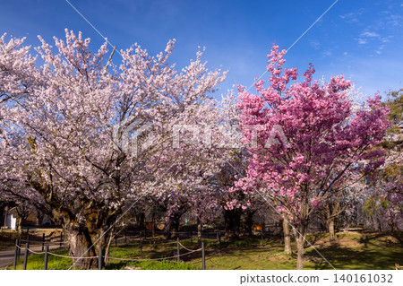A view of cherry blossoms in full bloom, including Somei Yoshino and Higan cherry trees, at the site of the former horse training grounds of Komoro Castle in Komoro City, Nagano Prefecture. 140161032