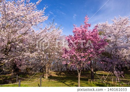 A view of cherry blossoms in full bloom, including Somei Yoshino and Higan cherry trees, at the site of the former horse training grounds of Komoro Castle in Komoro City, Nagano Prefecture. 140161033