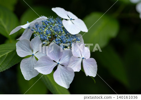 白色繡球花和藍色雌雄同株花的特寫 140161036