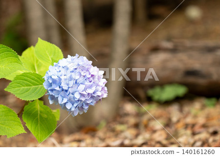 Blue-purple hydrangeas blooming against a forest backdrop Blue-purple hydrangeas blooming against a forest backdrop 140161260