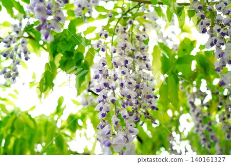 Wisteria flowers Wisteria flowers 140161327