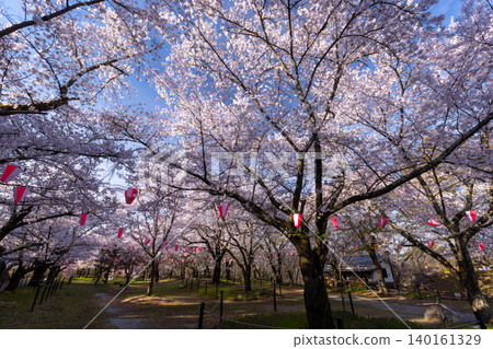 Cherry blossoms in full bloom, including Somei Yoshino, at the site of the former horse riding grounds of Komoro Castle in Komoro City, Nagano Prefecture. 140161329