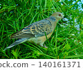 Taking a short break. A turtle dove leaves its nest to rest. 140161371