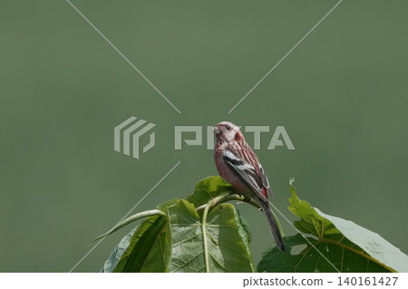 A male Common Rosefinch stands out against a green background. A male Common Rosefinch stands out against a green background. 140161427