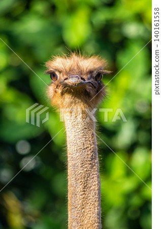 Close-Up Portrait of Ostrich Head and Long Neck Against Soft Green Bokeh Background Close-Up Portrait of Ostrich Head and Long Neck Against Soft Green Bokeh Background 140161558