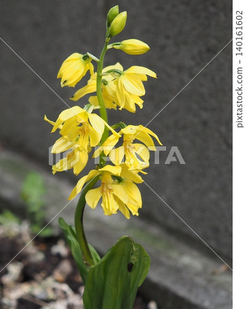 Kiebine (Yellow edron) Kiebine (Yellow edron) 140161602
