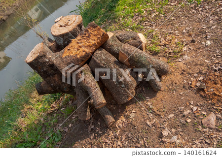 tree, cut down, deforestation 140161624